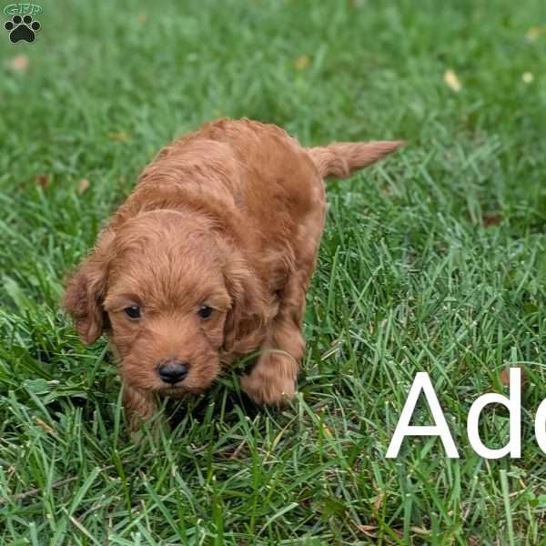 Addy F1BB, Mini Goldendoodle Puppy