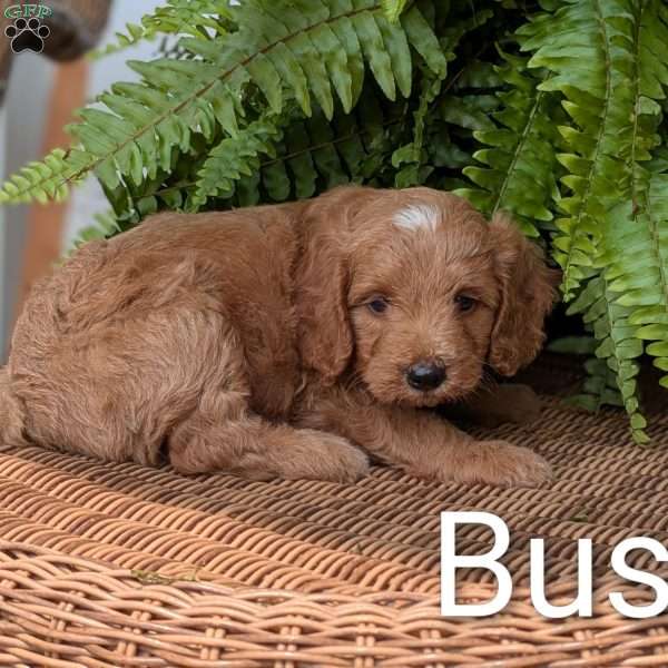 Buster F1BB, Mini Goldendoodle Puppy