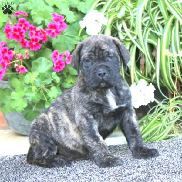Paddington, English Mastiff Puppy