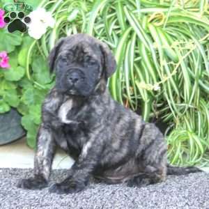 Paddington, English Mastiff Puppy