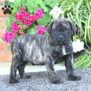 Paddington, English Mastiff Puppy