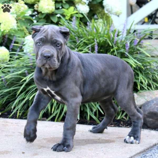 Paige, Cane Corso Puppy