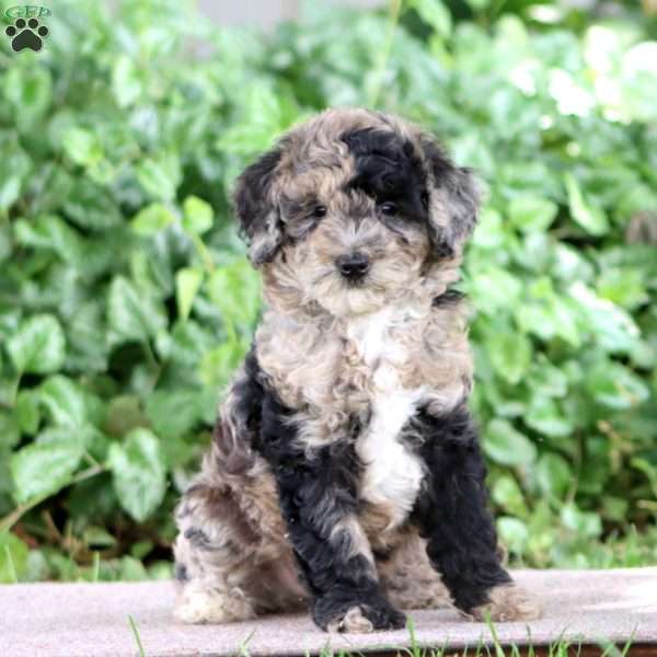Paige, Miniature Poodle Puppy