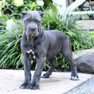 Paige, Cane Corso Puppy