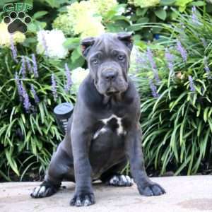 Paige, Cane Corso Puppy