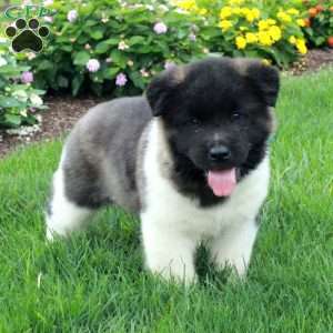 Paisley, Akita Puppy