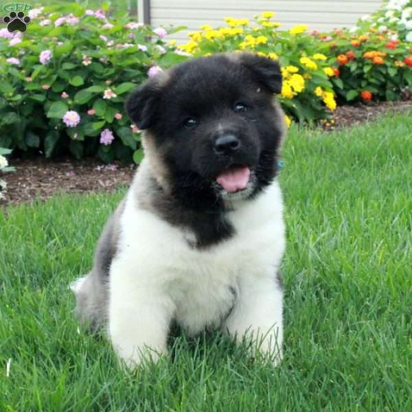 Paisley, Akita Puppy