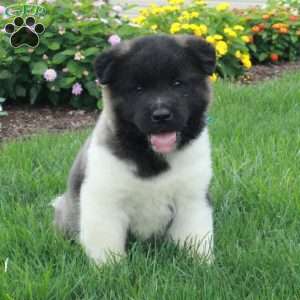 Paisley, Akita Puppy