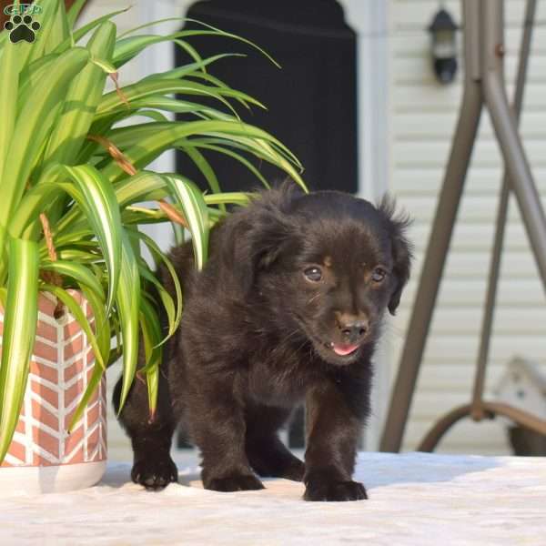 Panda, Pomeranian Mix Puppy