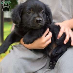 Panda, Pomeranian Mix Puppy