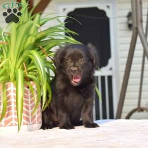 Panda, Pomeranian Mix Puppy