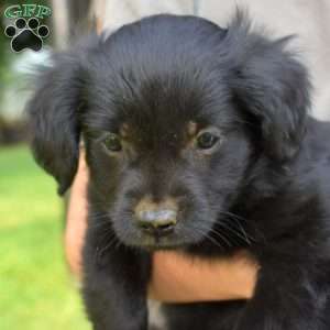 Panda, Pomeranian Mix Puppy