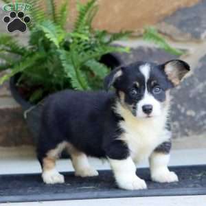 Pansy, Pembroke Welsh Corgi Puppy