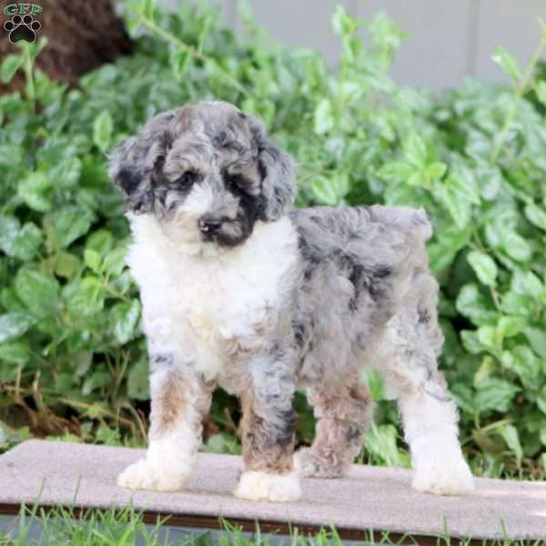 Pansy, Miniature Poodle Puppy