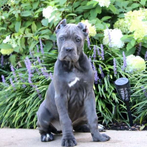 Pansy, Cane Corso Puppy