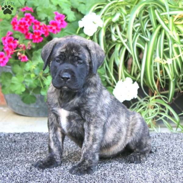 Pansy, English Mastiff Puppy