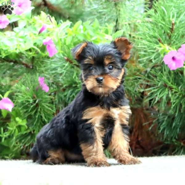 Pansy, Yorkie Puppy