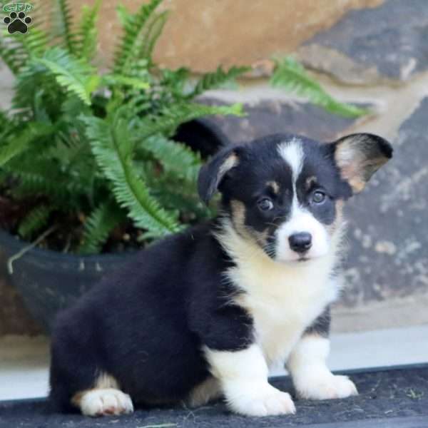 Pansy, Pembroke Welsh Corgi Puppy