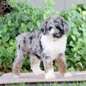 Pansy, Miniature Poodle Puppy