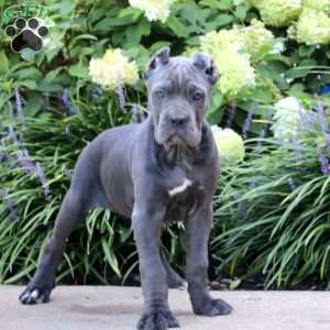 Pansy, Cane Corso Puppy