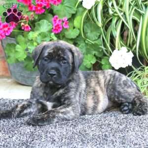 Pansy, English Mastiff Puppy