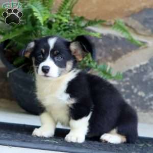 Pansy, Pembroke Welsh Corgi Puppy