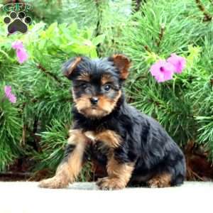 Pansy, Yorkie Puppy