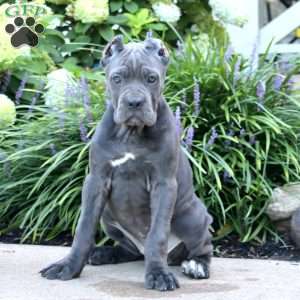 Pansy, Cane Corso Puppy