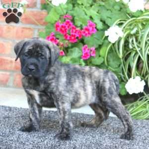 Pansy, English Mastiff Puppy