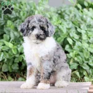 Pansy, Miniature Poodle Puppy