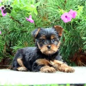 Pansy, Yorkie Puppy