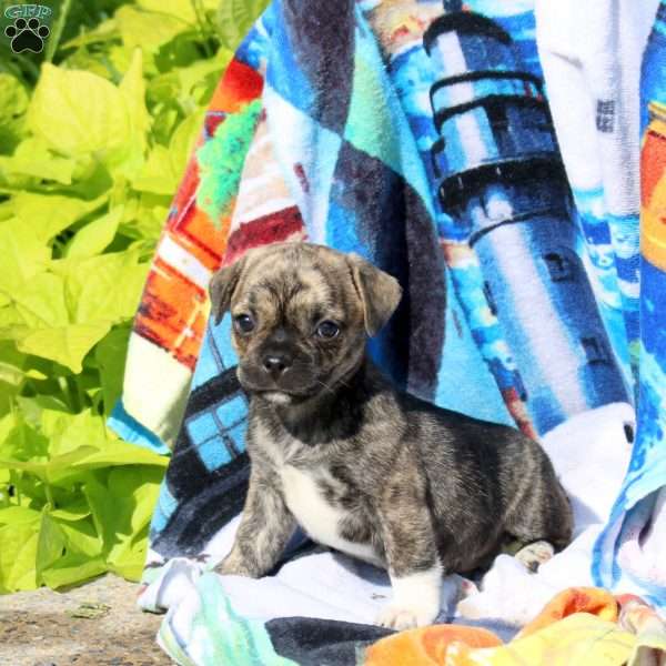 Panther, Jug Puppy