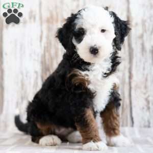 Paris, Mini Bernedoodle Puppy