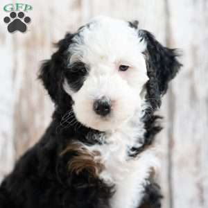 Paris, Mini Bernedoodle Puppy