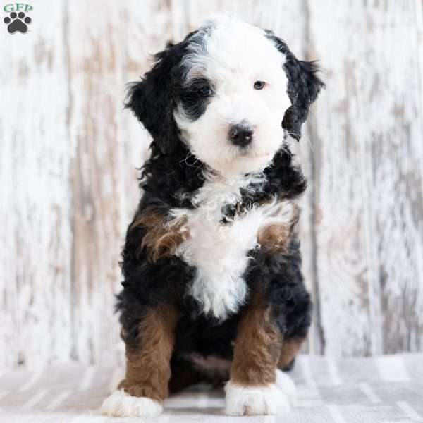 Paris, Mini Bernedoodle Puppy