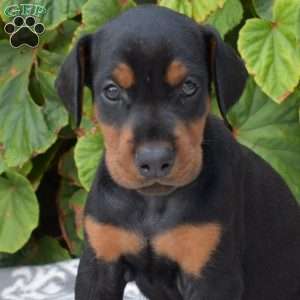 Paris, Doberman Pinscher Puppy