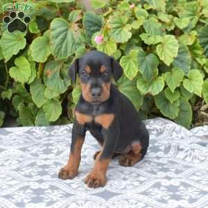 Paris, Doberman Pinscher Puppy