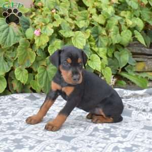 Paris, Doberman Pinscher Puppy