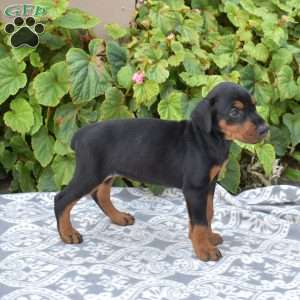 Paris, Doberman Pinscher Puppy