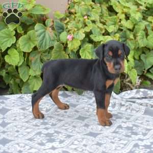 Paris, Doberman Pinscher Puppy