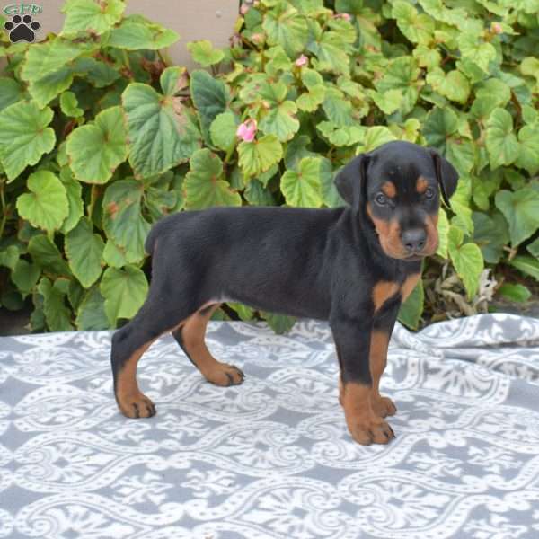 Paris, Doberman Pinscher Puppy