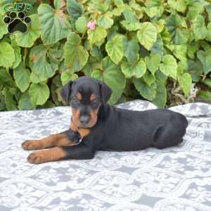 Paris, Doberman Pinscher Puppy