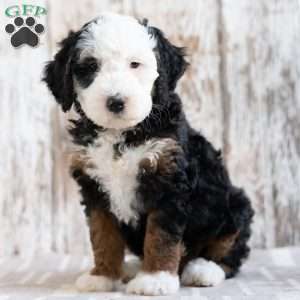 Paris, Mini Bernedoodle Puppy