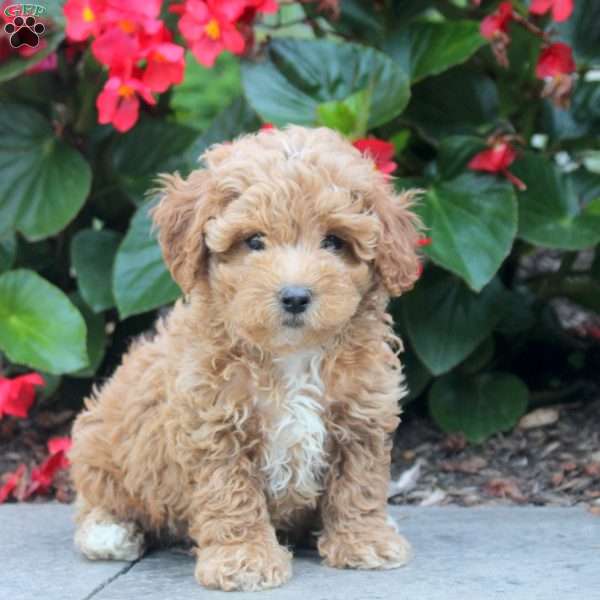 Parker, Maltipoo Puppy