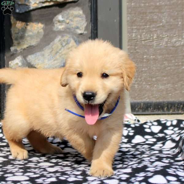 Parker, Golden Retriever Puppy