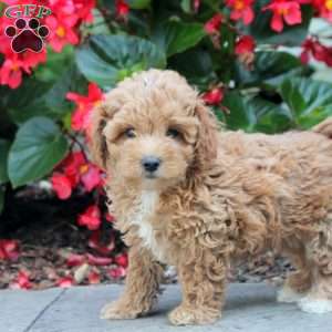 Parker, Maltipoo Puppy