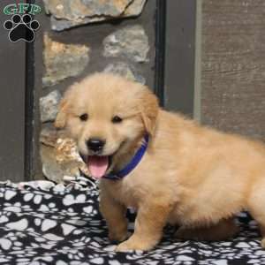 Parker, Golden Retriever Puppy