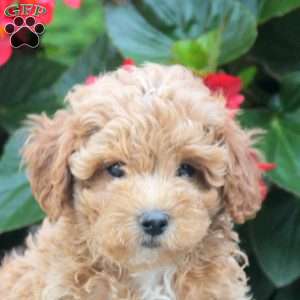 Parker, Maltipoo Puppy
