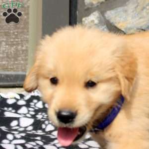 Parker, Golden Retriever Puppy