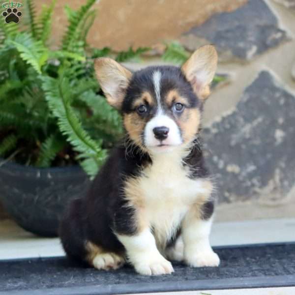 Parker, Pembroke Welsh Corgi Puppy